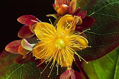 《洛克人》角色设计师加盟外山圭一郎工作室